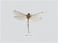 藏品(蝶角蛉科)的圖片